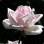 Redolent Rose