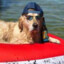 Chill Dog