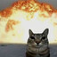 Explosivecat:3