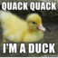 ImaDuck