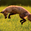 jumping fox