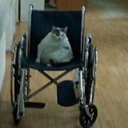 Wheelchair cat