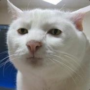 Lantzalot avatar