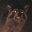 Cursed Raccoon