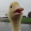 confused duck