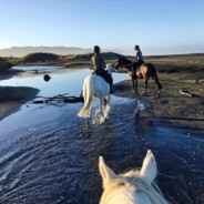 孤独的一只单身狗