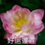 好运莲莲