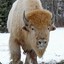 Buffalo2849