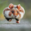 Running Hamster