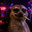 Mongoose avatar