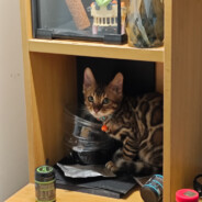 同学，过来这边我查你