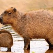 dobry skunik tego typu