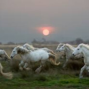 horse friday