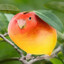 12mango