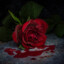 A Bleeding Rose