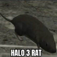 Halo 3 rat
