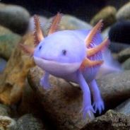 不朽尸王猫则动