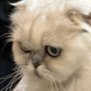 超级无敌宇宙线条小狗