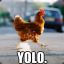 (YOLO Chicken O)&gt;