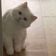 灰色中分郭德纲