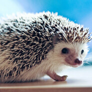 shishka1234 - steam id 76561199067882972