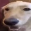 ButterDog