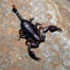 Euscorpius Alpha