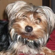 Freshi - steam id 76561197965384225