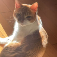 きよかわ せいえん