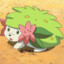 shaymin likes kiwis