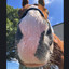 Fanciful Horse