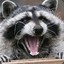 -=CC=- =Angry_raccoon=-