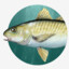 Atlantic Croaker