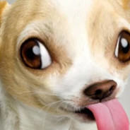 yo y mis 4 inválidos