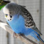 budgerigar