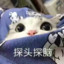 仓鼠大大卷哟