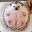 Hedgehog