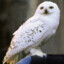 hedwign