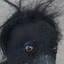 dogville