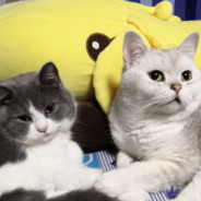 没有花也没有垃圾桶