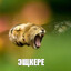 ЭЩКЕРЕ