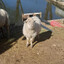 Cute Sheep ¯\_(ツ)_/¯