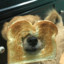 In-Bread Dog