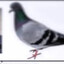 carrier pigeon gang