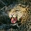 mr.jaguar