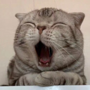 长在树上的地瓜🍉