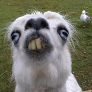 Not a Sloth