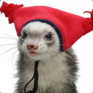 ferretmaster86