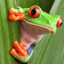 tvfrosch