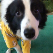 再打一把就睡觉